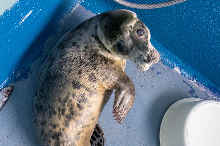Abeona was rescued by volunteers from the British Divers Marine Life Rescue 2.