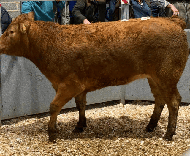 Truro Livestock Market Report: Wednesday, November 5