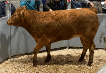 Truro Livestock Market Report: Wednesday, November 5