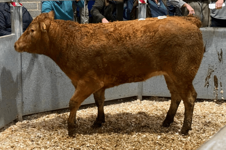 For the second week in a row Messrs W T Bryant & Sons of St Martin, Helston
sold eight superb Limousins to a top price of 433p/kg and £3026,
averaging over 425p/kg.