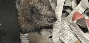 New hedgehog hospital to open 