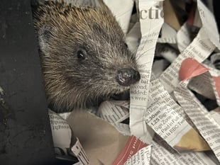 New hedgehog hospital to open 