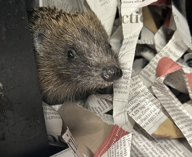 New hedgehog hospital to open 