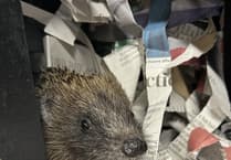 New hedgehog hospital to open in the new year