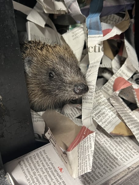 The rescue and rehabilitation facility sees more than 1,400 hedgehog admissions each year