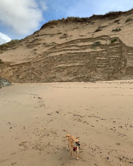 The dunes have eroded  following the recent large tides and swells (Picture: Crantock Surf Life Saving Club)