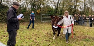 Liskeard Winter Fair hails 104 years of farming excellence