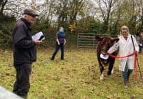 Liskeard Winter Fair hails 104 years of farming excellence
