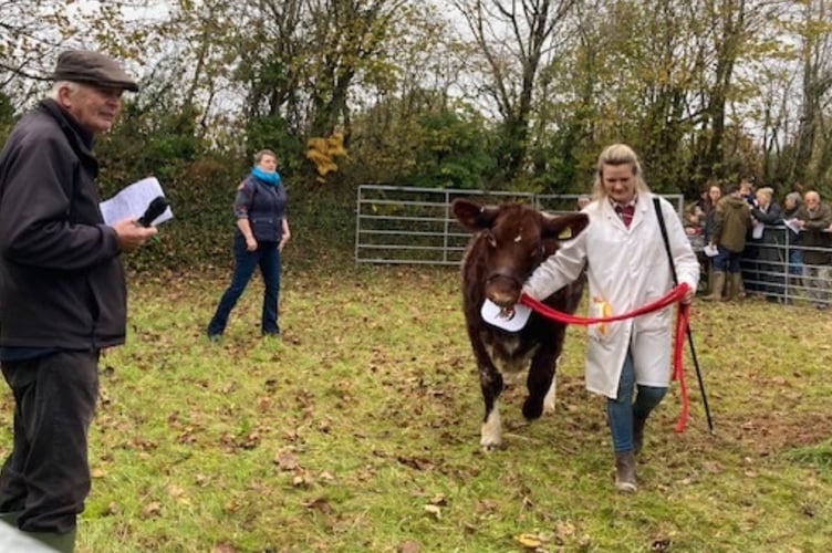 This year’s livestock showing was hosted at Calwetton Vets’ Training Centre in Merrymeet