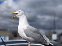 Kirstie Newton: Protecting your seaside snacks from seagulls