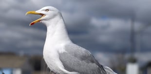 Kirstie Newton: Protecting your seaside snacks from seagulls