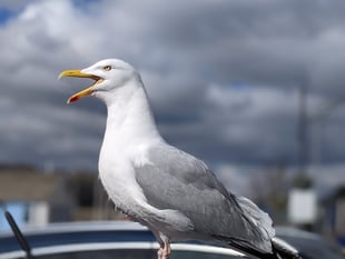 Kirstie Newton: Protecting your seaside snacks from seagulls