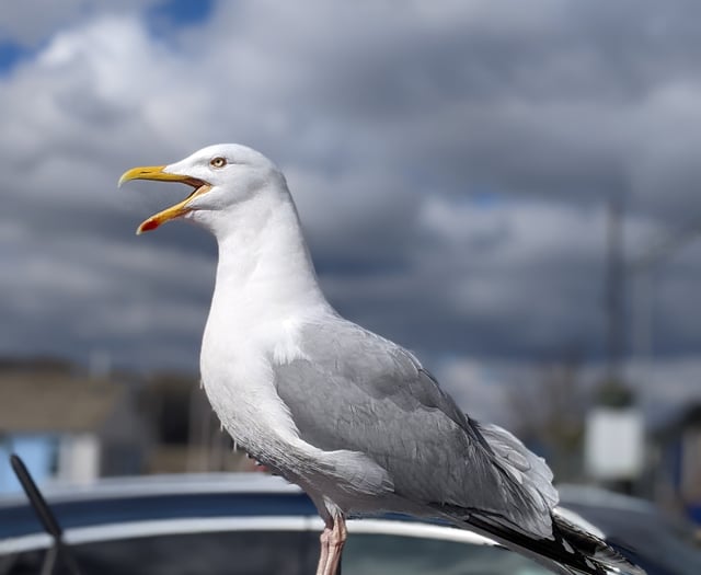 Kirstie Newton: Protecting your seaside snacks from seagulls