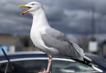 Kirstie Newton: Protecting your seaside snacks from seagulls