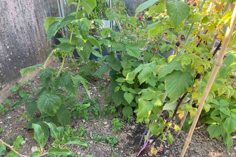 We need insects to pollinate the fruit and vegetables that we plan to eat. (Picture: Andrew Townsend)