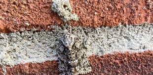 Gardening with Martin Pallett: Provide for the pollinators