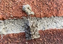 Gardening with Martin Pallett: Provide for the pollinators