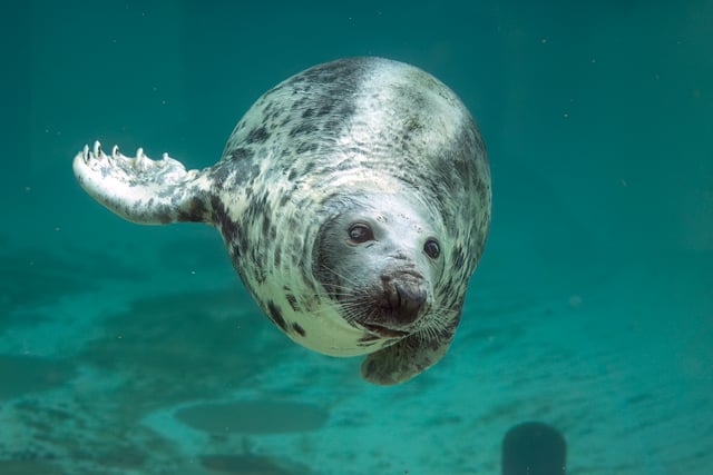 Cornish Seal Sanctuary mourns the loss of beloved resident