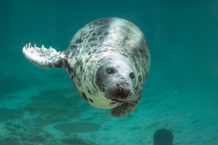 Cornish Seal Sanctuary is mourning the loss of beloved resident, Sheba