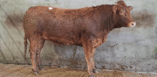 Truro Livestock Market Report: Wednesday, November 12