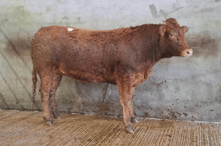 Limousin x heifer to 435p (653kg) for Messrs W T Bryant & Sons
of St Martin, Helston.