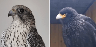 Eagle-eyed urged to keep lookout 