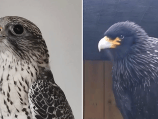 Eagle-eyed urged to keep lookout 