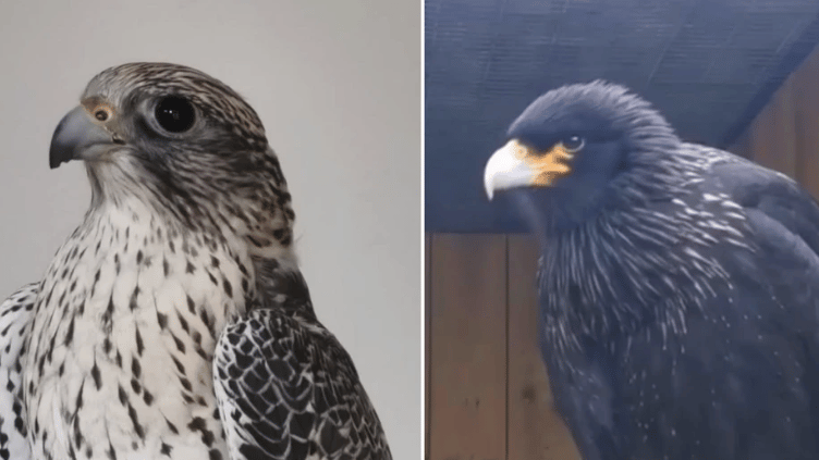 (L-R) Arizona the Gyr falcon has been found whilst Casper the Striated Caracara is still missing (Picture: Cornish Birds of Prey Centre
