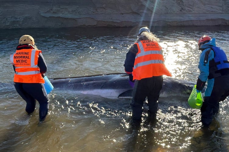 British Divers Marine Life Rescue team members with the stranded baby whale. (Picture: British Divers Marine Life Rescue)