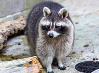 Overweight raccoon rescued by RSPCA Cornwall 