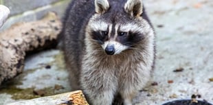 Overweight raccoon rescued by RSPCA Cornwall 