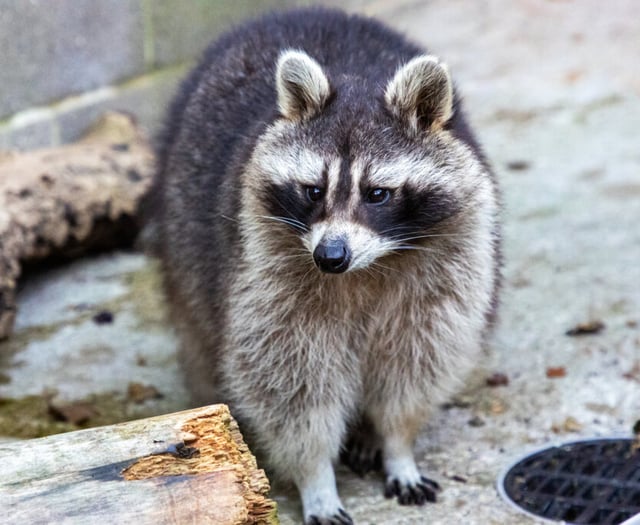 Overweight raccoon rescued by RSPCA Cornwall 