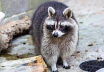 Overweight raccoon rescued by RSPCA Cornwall