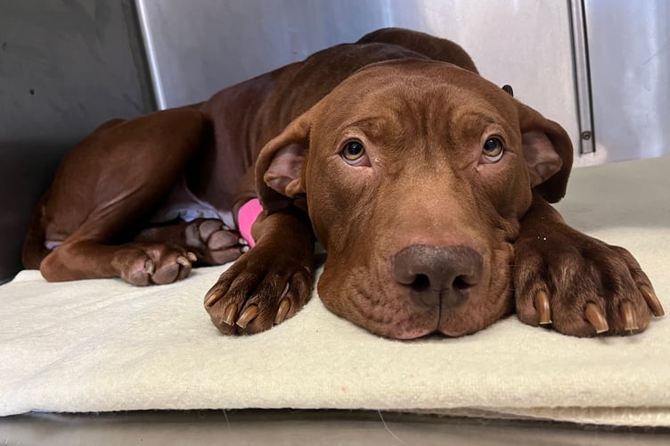Layla after rescue in hospital (Picture: RSPCA)