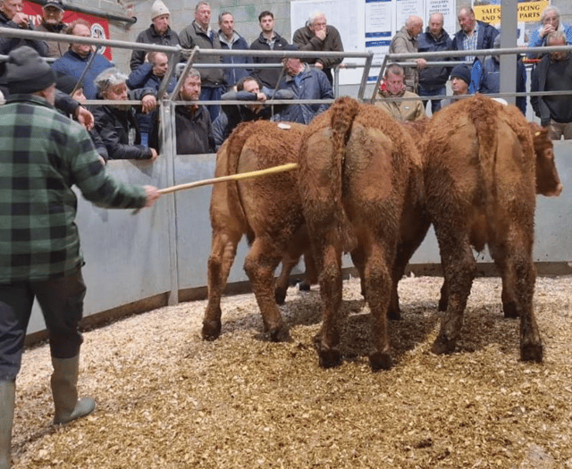 Truro Livestock Market Report: Wednesday, November 19