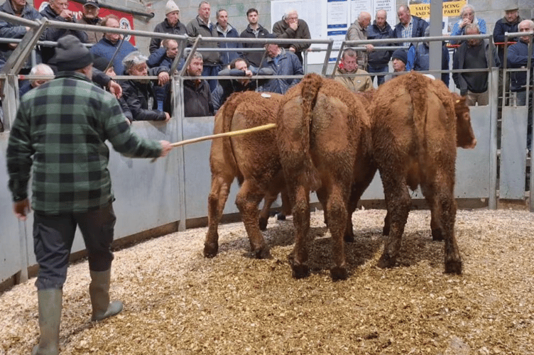 A supreme run of 21-month-old South Devon steers on behalf of
Mr T G Hawke of Colan, Newquay topped at £2350.