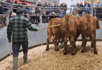 Truro Livestock Market Report: Wednesday, November 19