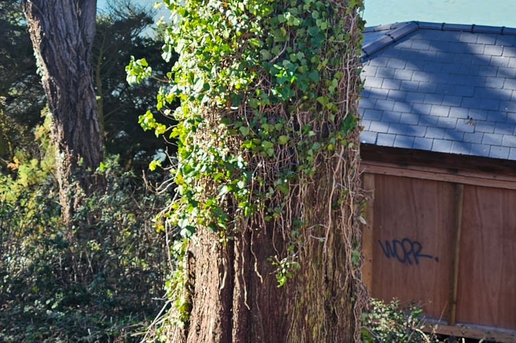 One of the damaged Monterey cypress trees