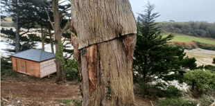 Contentious plans to chop down protected trees approved