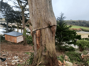 Contentious plans to chop down protected trees approved