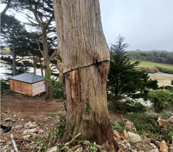 Campaigners oppose plans to chop down protected trees