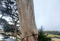 Contentious plans to chop down protected trees approved