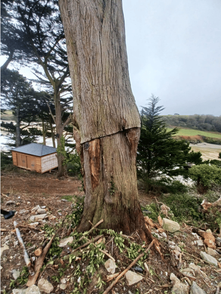One of the damaged Monterey cypress trees