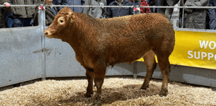 Truro Livestock Market Report: Wednesday, November 26