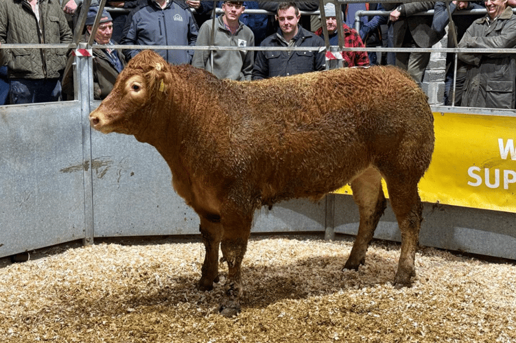 Limousin to 429p/kg (670kg) for
Messrs W T Bryant & Sons of St Martin, Helston”.