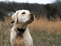 Call for dog walking volunteers 