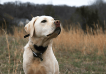 Cornwall's dog owners encouraged to visit Cardinham Woods this January