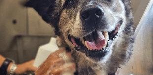 Animals are starving behind closed doors warns charity