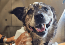 Animals are starving behind closed doors warns charity