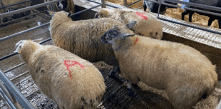 Truro Livestock Market Report: Wednesday, December 3